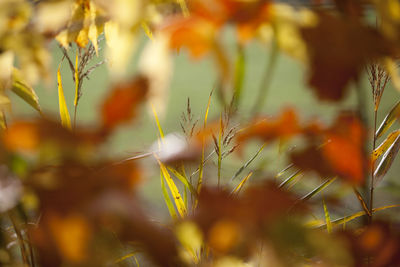 Close-up of plants