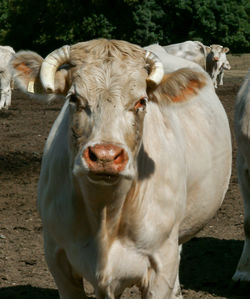 Close-up portrait of cow on sunny day