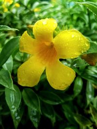 Close-up of wet yellow flower