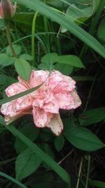 Close-up of pink flowers blooming outdoors