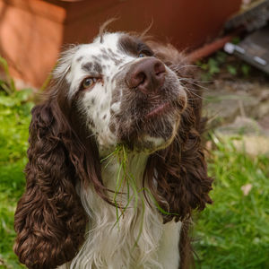 Close-up portrait of a dog on field