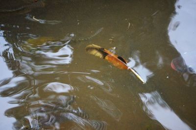 Close-up of duck swimming in water