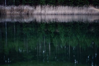 Reflection of trees in water