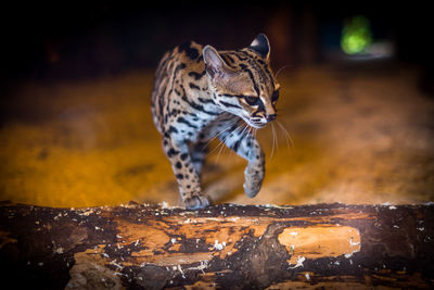 Close-up of tiger walking on field at night