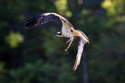 Close-up of osprey flying with fish