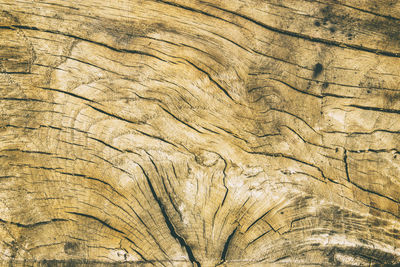 Full frame shot of tree trunk