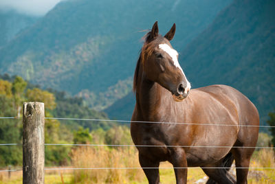 Brown horse on field