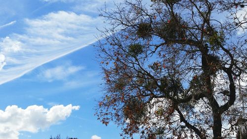 Low angle view of trees against cloudy sky