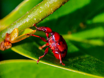 Close-up of insect on leaf