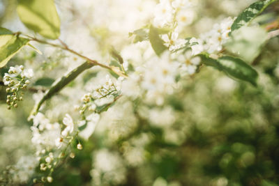 Close-up of white flowering plant