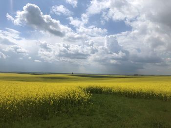 Scenic view of oilseed rape field against cloudy sky