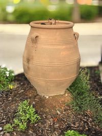 Close-up of potted plant in pot