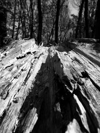 Close-up of wooden log in forest