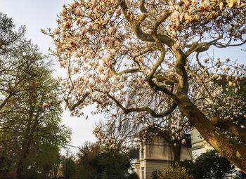 Low angle view of trees