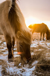 The iconic icelandic horse