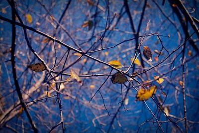 Close-up of autumn leaves on branch