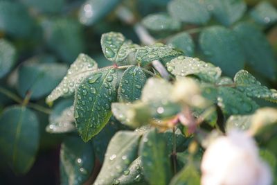 Close-up of wet plant leaves during rainy season