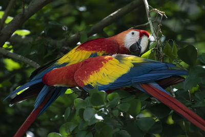 This photo was taken at  jurong bird park during my visit in singapore.