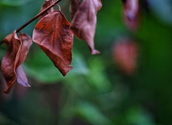 Close-up of dry maple leaves