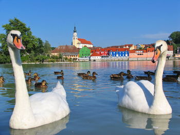 Swans in a water