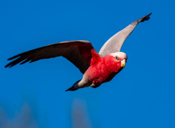 Australian galah on the wing