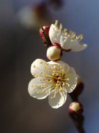 Close-up of white flowering plant