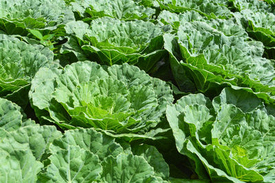 Full frame shot of fresh green leaves