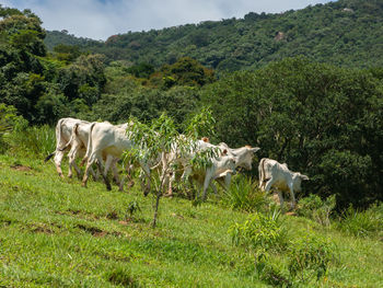 View of sheep on grassy field