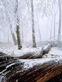 Snow covered land and trees in forest