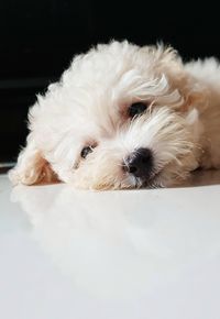 Close-up portrait of a dog