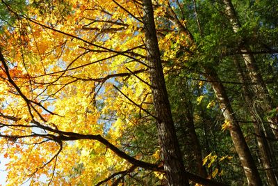 Low angle view of autumnal trees