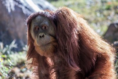 Close-up portrait of orangutan