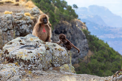 Monkey sitting on rock