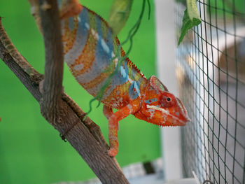 Colorful chameleon on a branch of a plant in a zoo