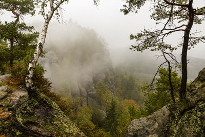 Scenic view of forest against sky