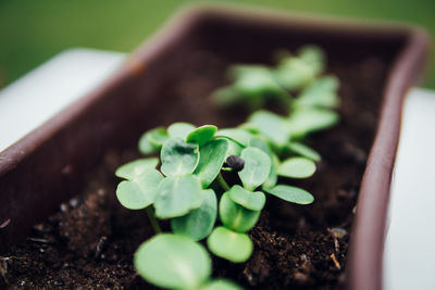 Close-up of fresh green plant