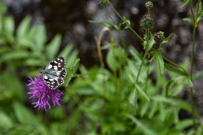 Butterfly on purple flower