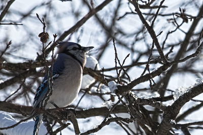 Low angle view of bird perching on tree