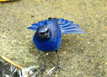 High angle view of a bird