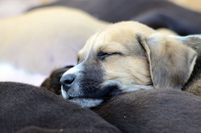 Close-up of dog