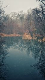 Reflection of trees in lake