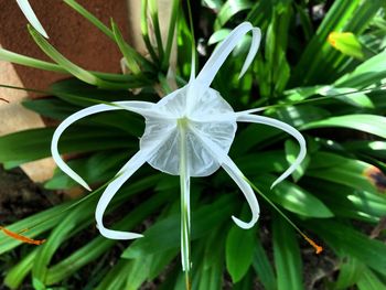 Close-up of white flowers blooming outdoors