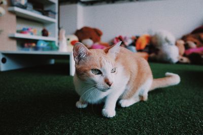 Portrait of ginger cat relaxing at home