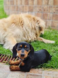 Portrait of dog relaxing outdoors