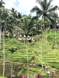 Trees and plants growing on field