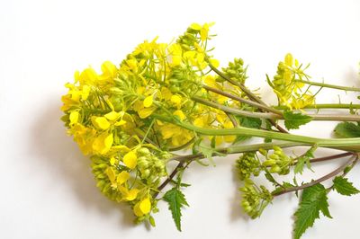 Close-up of yellow flowering plant against white background