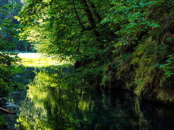 Scenic view of lake in forest