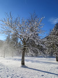 Bare tree against clear sky during winter
