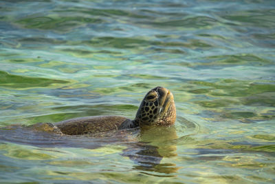 View of turtle swimming in sea