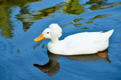 High angle view of duck swimming in lake